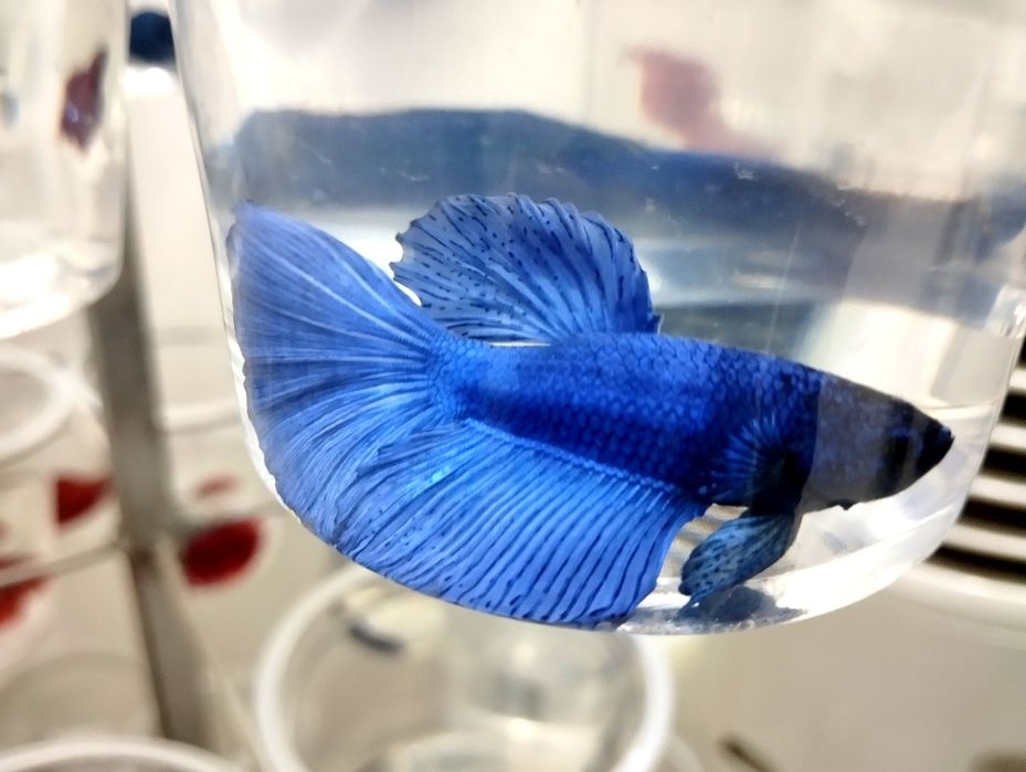 Petushoklar sotiladi