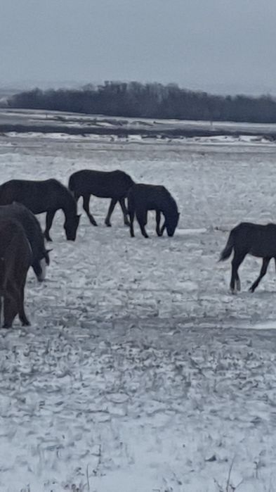 Семіз байтал тай бұзау сиыр