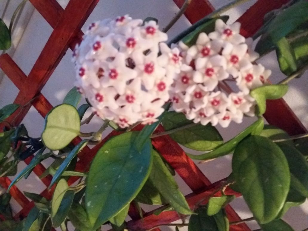 Hoya sau Lacrima Maicii Domnului