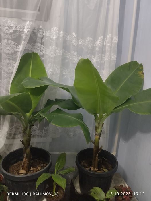 Banan daraxtkari sotiladi