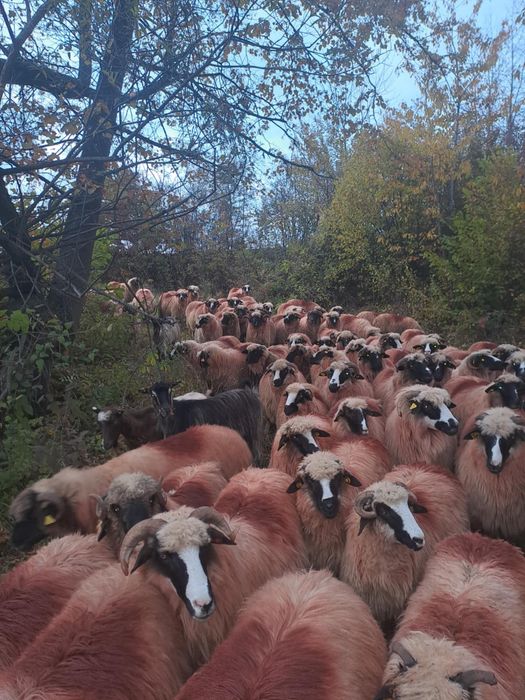 Oi și berbeci se vând toate