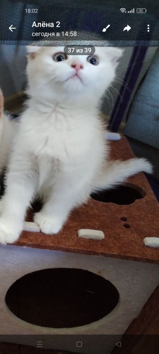 Котята скотиш. Продажа.