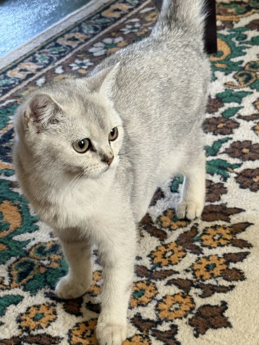 Продается Серебристая Шиншилла чистокровная