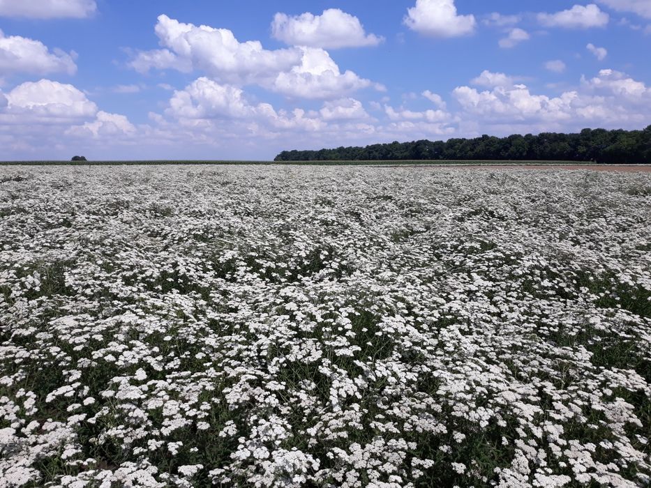 Продавам разсад Бял равнец сорт ПРОА и масло от бял равнец