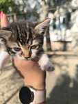 Подарявам котенца