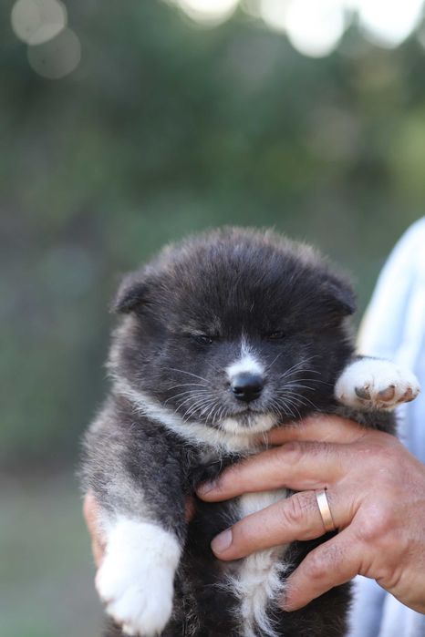 Pui Akita Inu femela roscata si mascul brindle (tigrat)