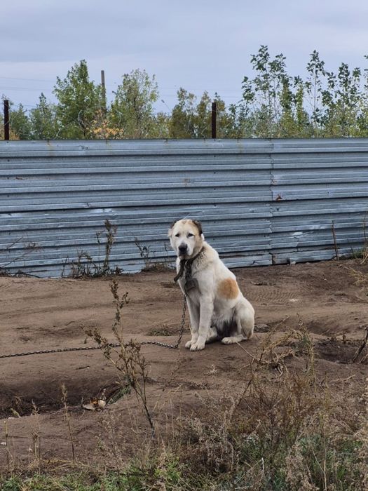 Отдам в хорошие руки девочку алабая  5 лет