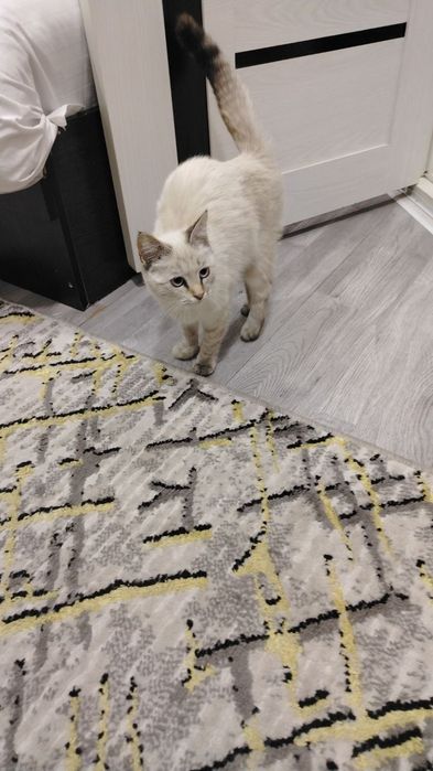Сиамская кошка в добрые руки
