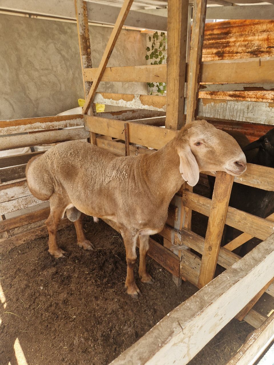 Qochqorlar sotiladi