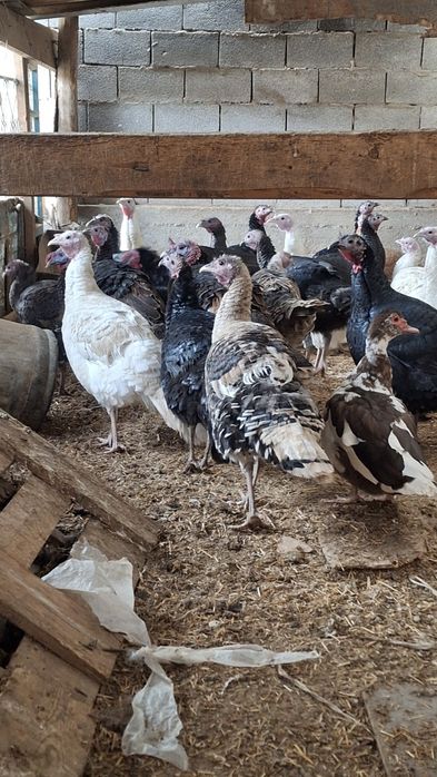 Көркем таук сатам