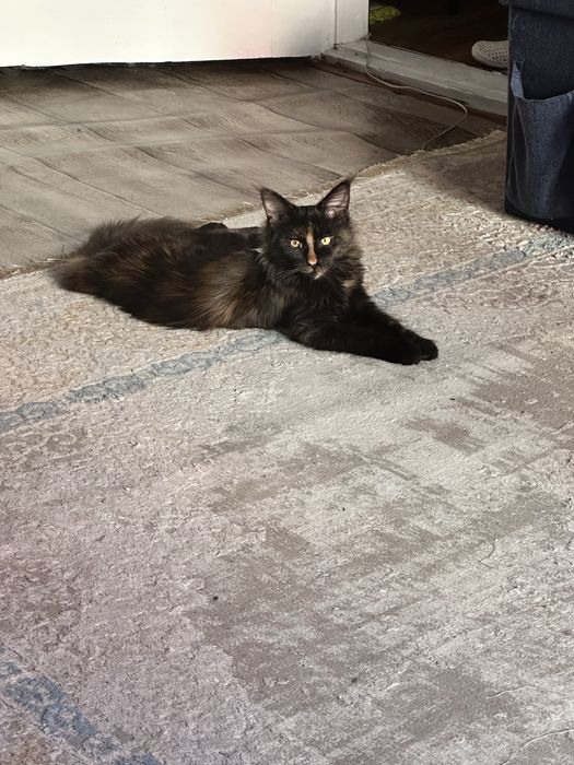 Продам котенка мейн кун 6 мес