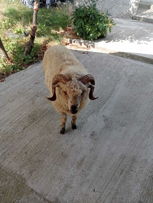 Schimb berbec cu doi miei