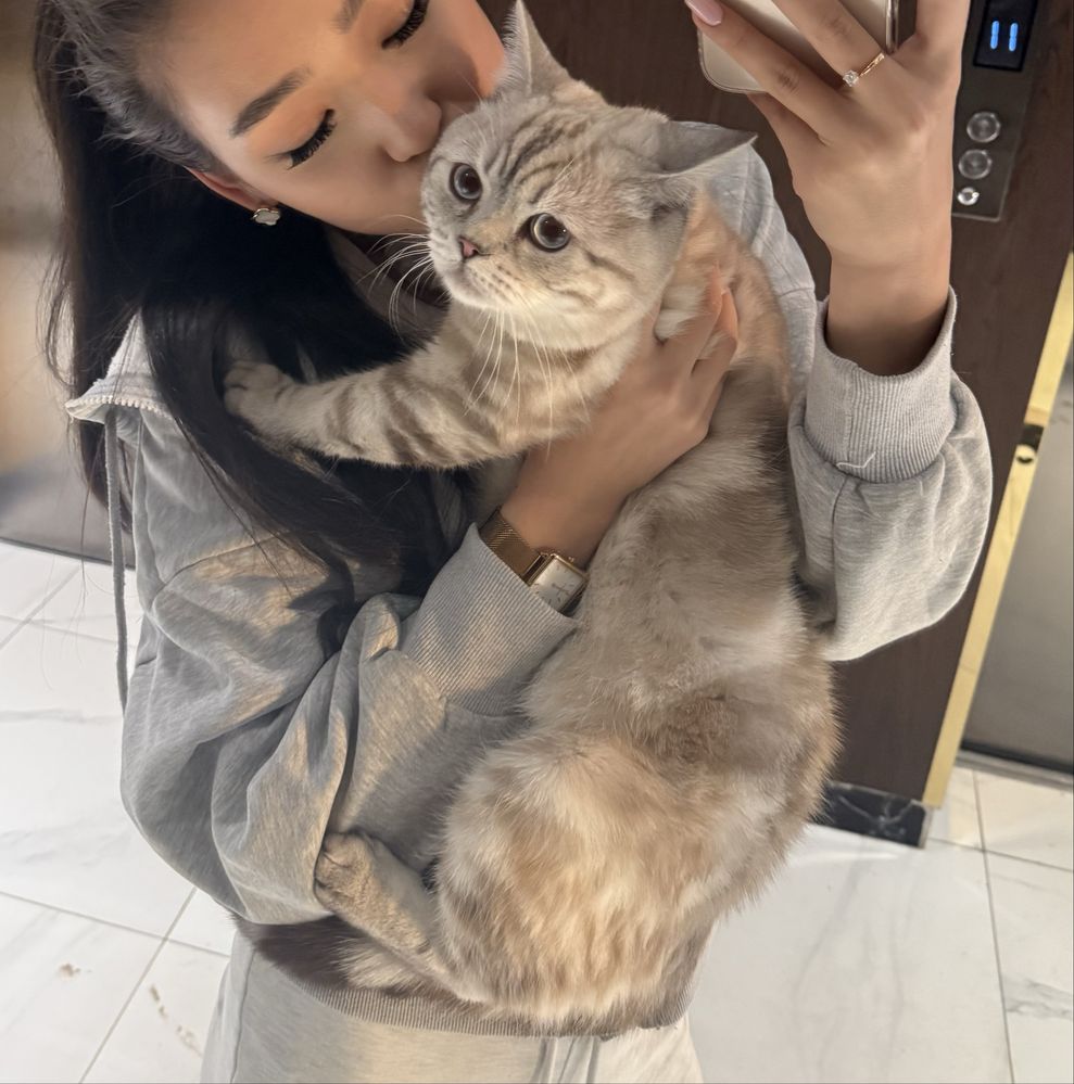 Кот на вязку скотиш страйт