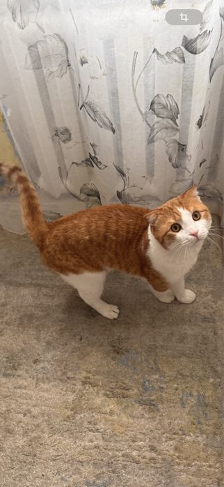 Отдам кота в хорошие руки.