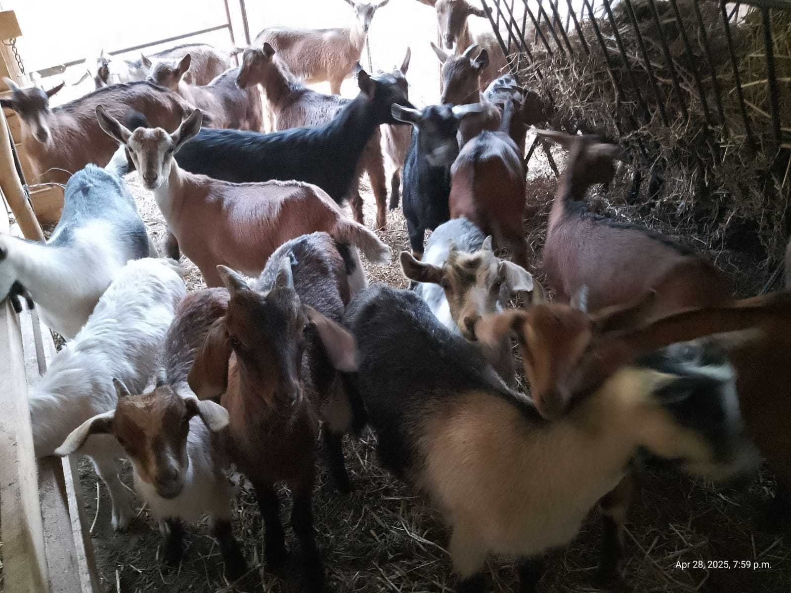Vând urgent ieduțe de prasila