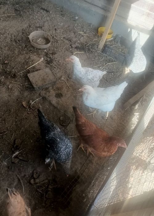 Продам домашних кур