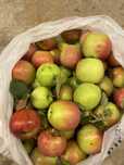 Продам дачные яблоки,местные
