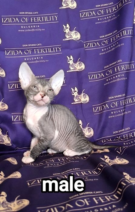 Донски Сфинкс със сине очи чистокръвно