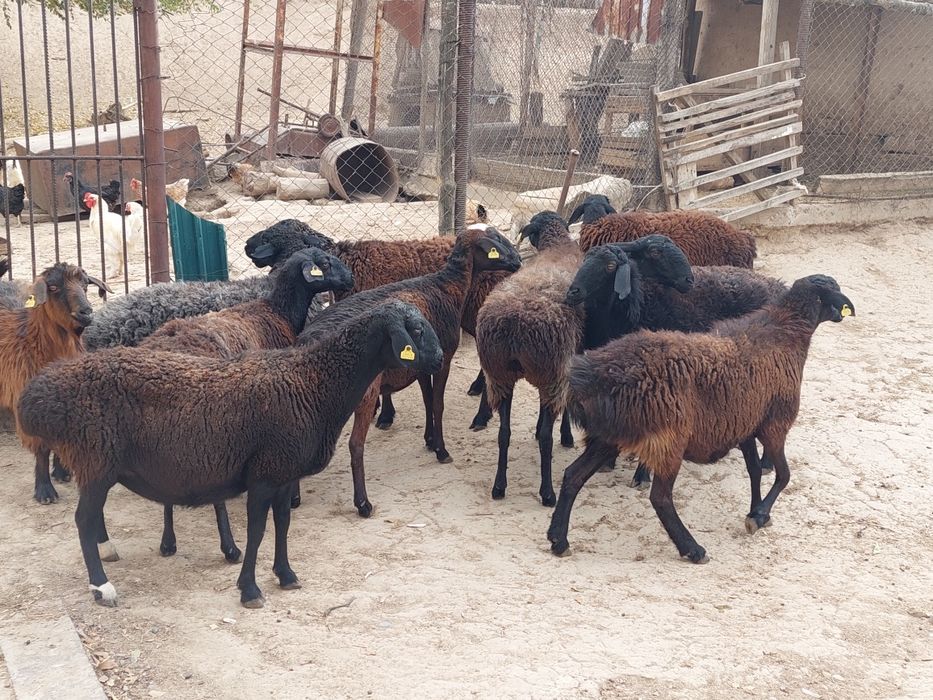 Семіз жем жеп тұрған бойдақ қой сатылады.  Сойып береміз.