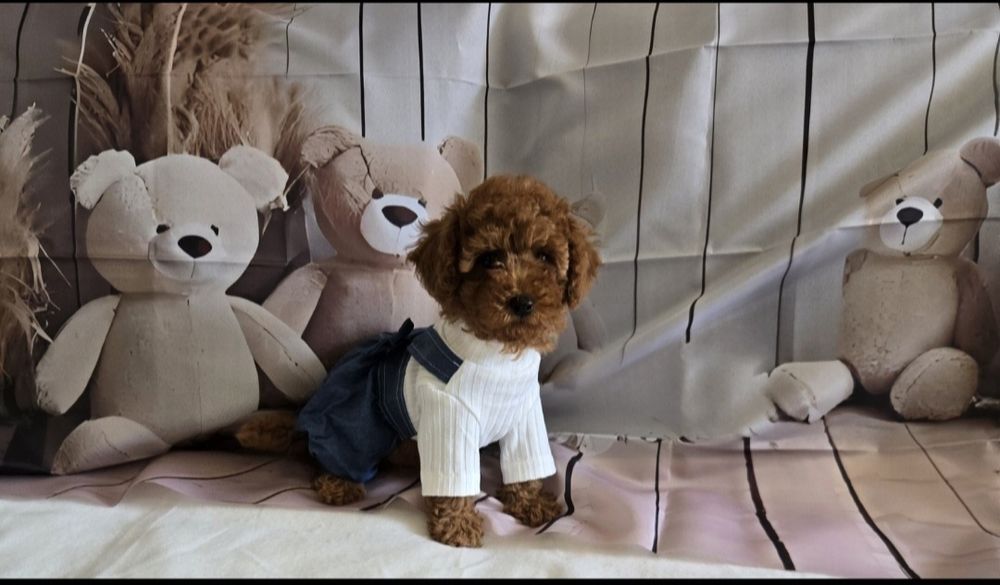 Пудел той / Мини Poodle toy с родословие