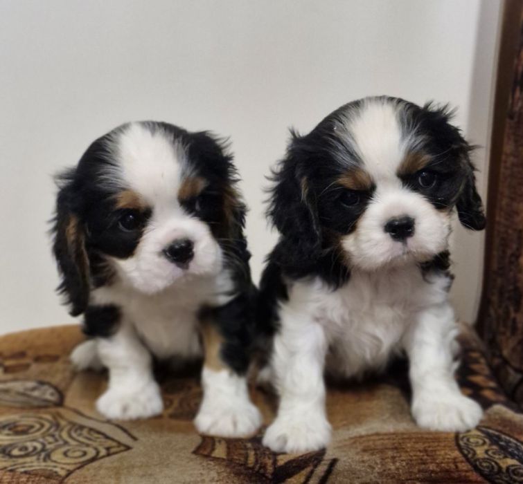 Кавалер Кинг Чарлз Шпаньол FCI