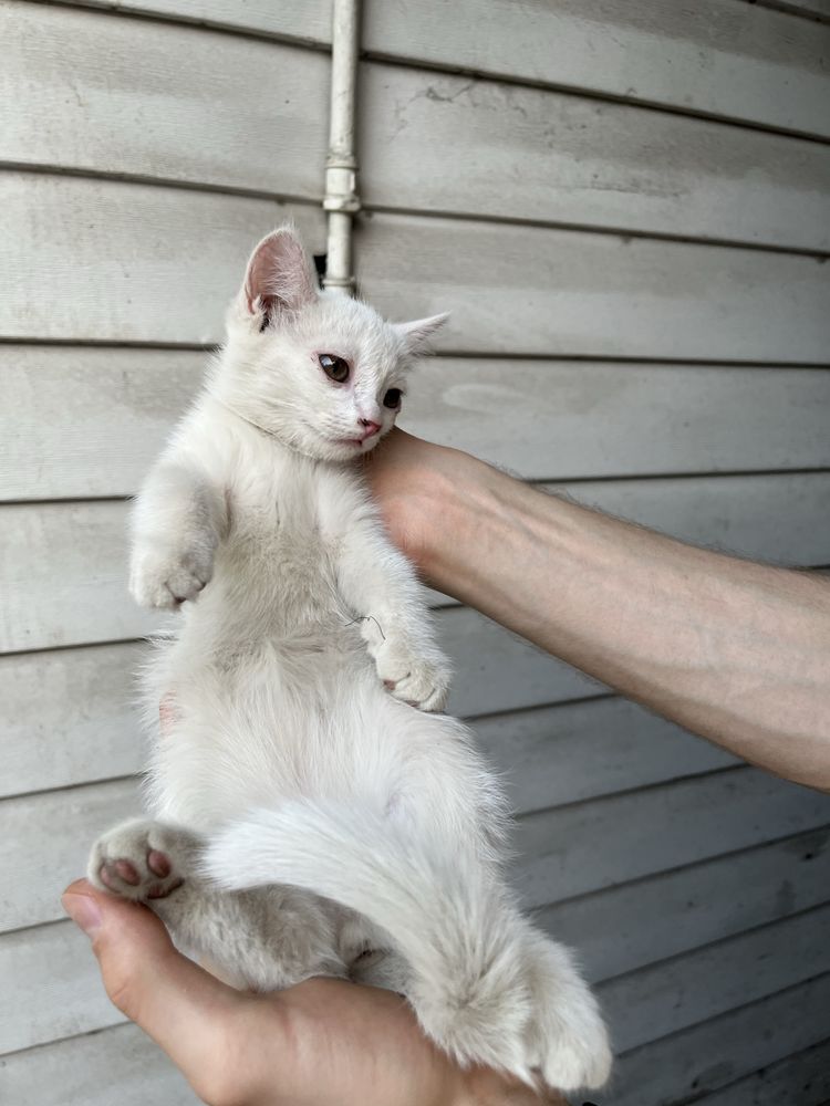 Котята разной окраски белые/черно белые
