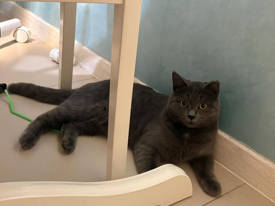 Отдам в хорошие руки