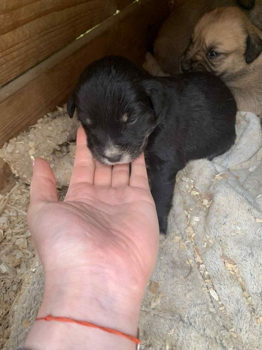 Spre adopție cățeluși patru saptamani