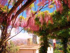arbust catarator wisteria #!