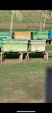 Stupi si familii de albine