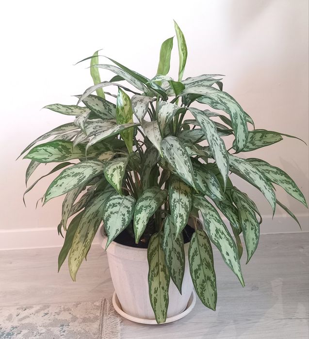 Продам комнатное растение Аглаонема