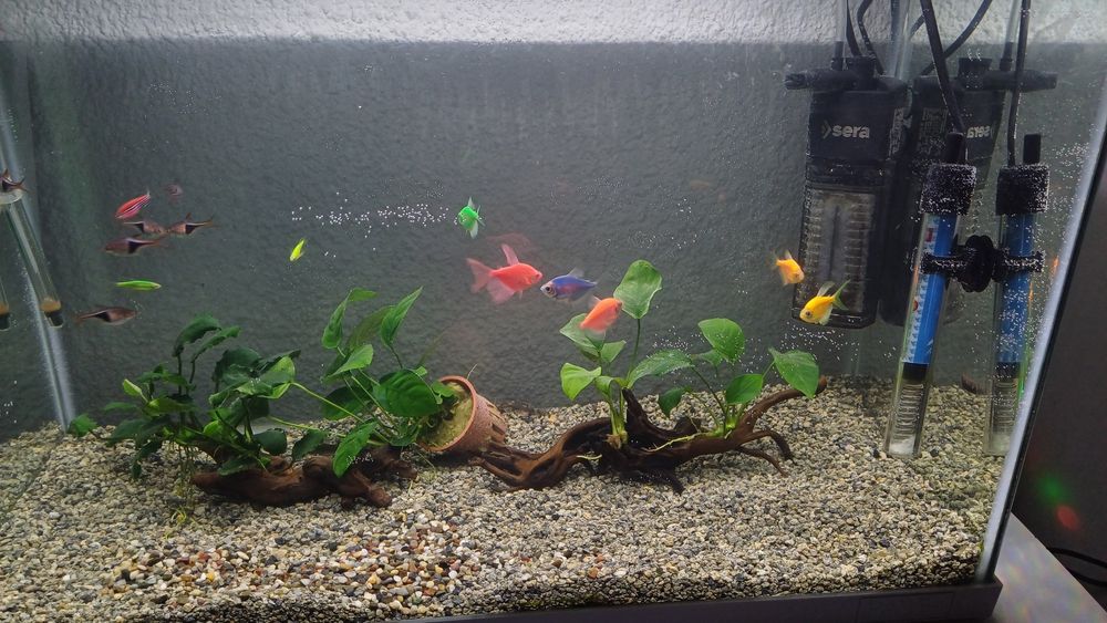 Продавам напълно оборудван аквариума с рибки