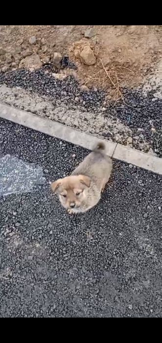 Отдам в хорошие добрые руки