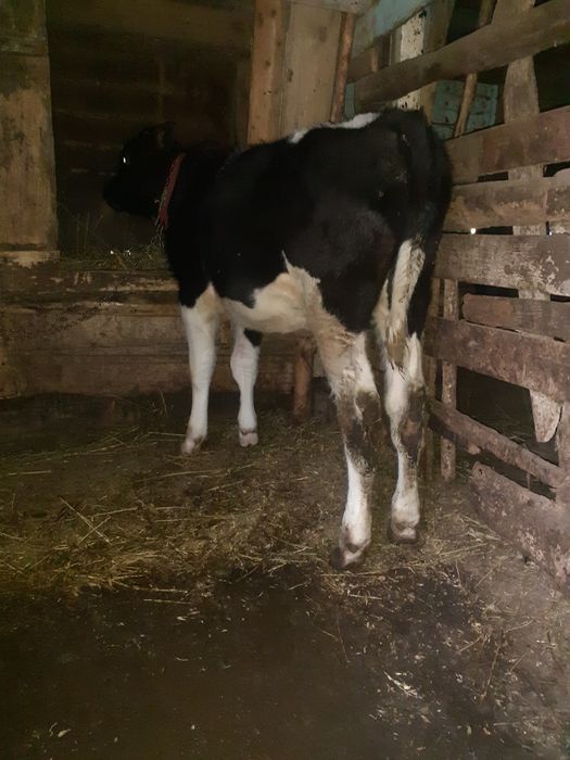 Vand vitel de 3 luni