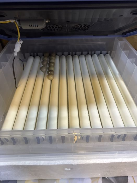 инкубатор срочна сотилади 150тали бедана тухум боса 250 300та кетади