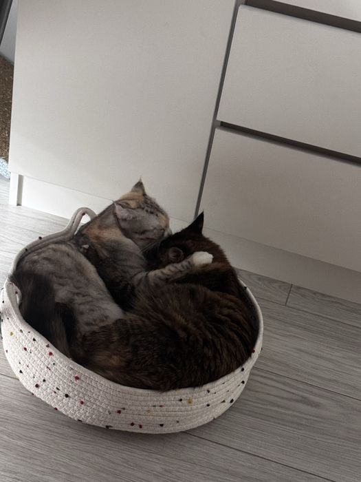 Отдам в добрые руки