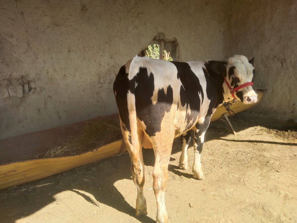 Sifatli paroda Buqqa sotiladi 19 million deyapmiz kelishamiz yana keli
