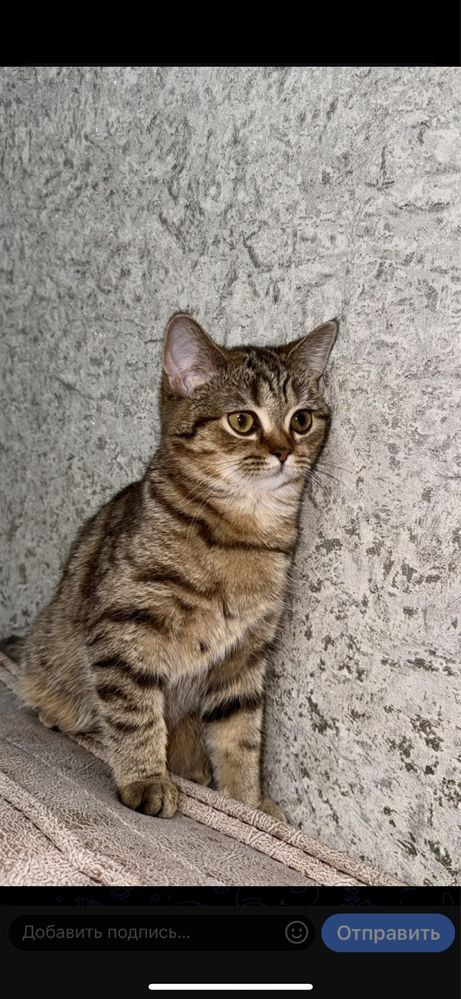 Британская Скоттиш Страйт чистокровная
