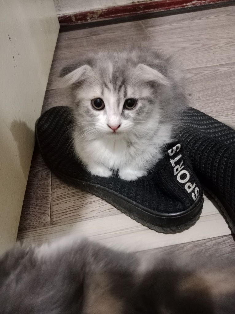 Продаются очень милые котята