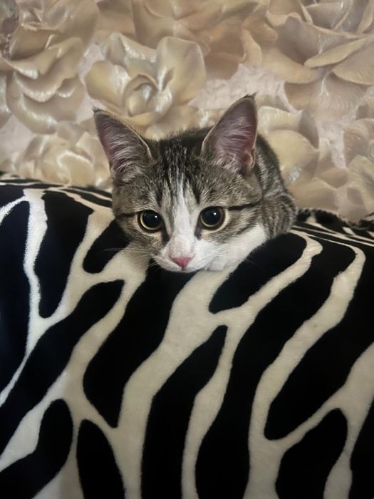 Отдам котенка в хорошие руки