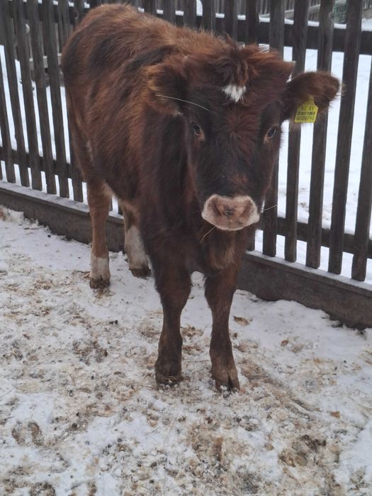 Продам телочку , подсосная