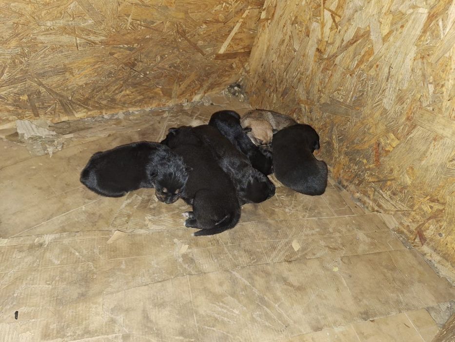 Отдам щенков помесь с овчаркой