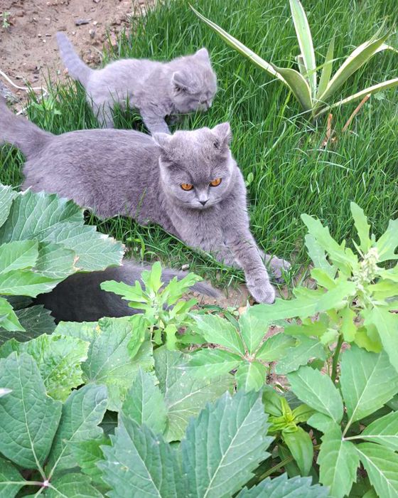 Scottish Fold mushukchalar