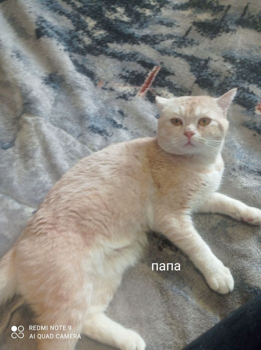 Продам котят серебристая шиншила .