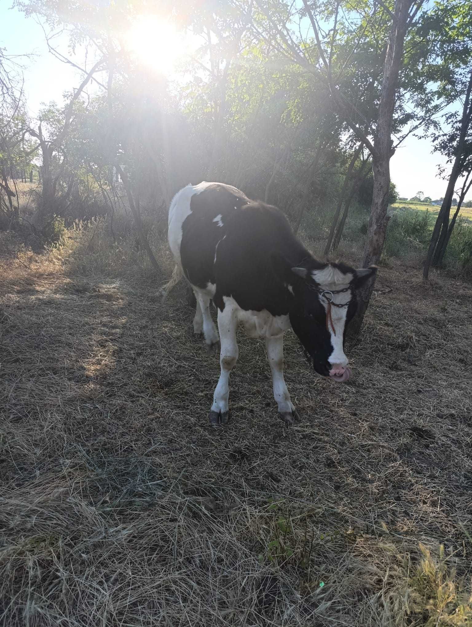 Vând vițică in vârstă de 1an, gestanta in 2 luni