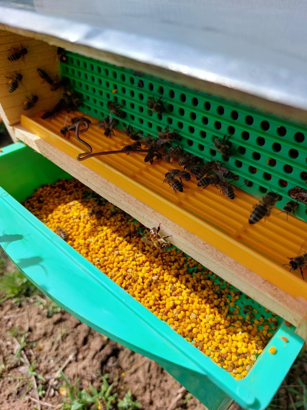 Miere de albine- producție proprie !