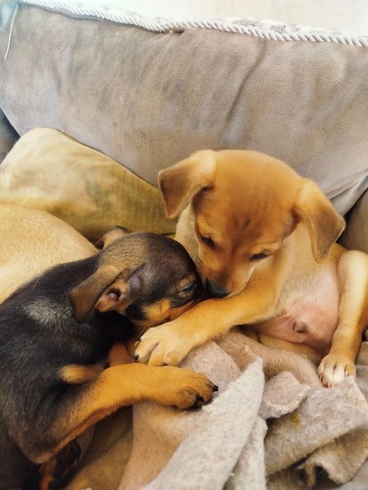 Продавам Мини Пинчер