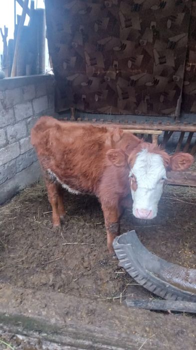 Vitea de vanzare, varsta 7 luni