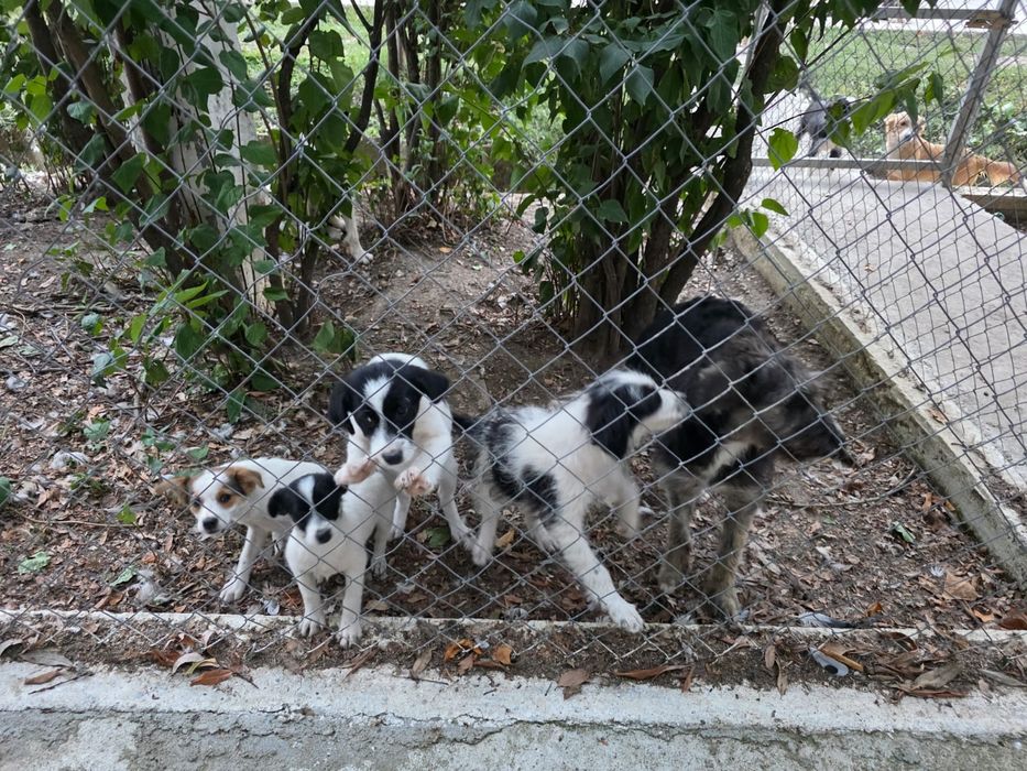 Cățeluși spre adopție, pui, de toate rasele