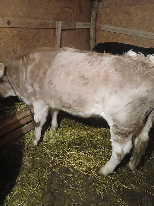 Vând viței de crescut sau tăiat!